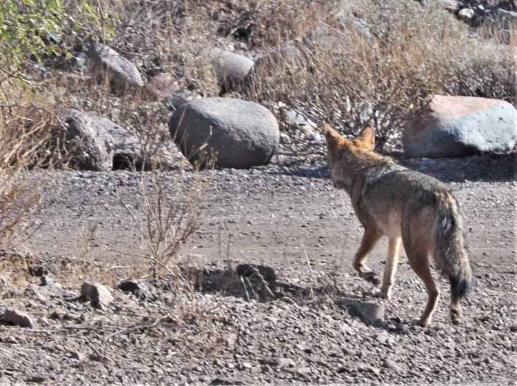 coyote on the run